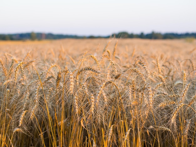 Bright ripe grain field yellow wheat harvesting