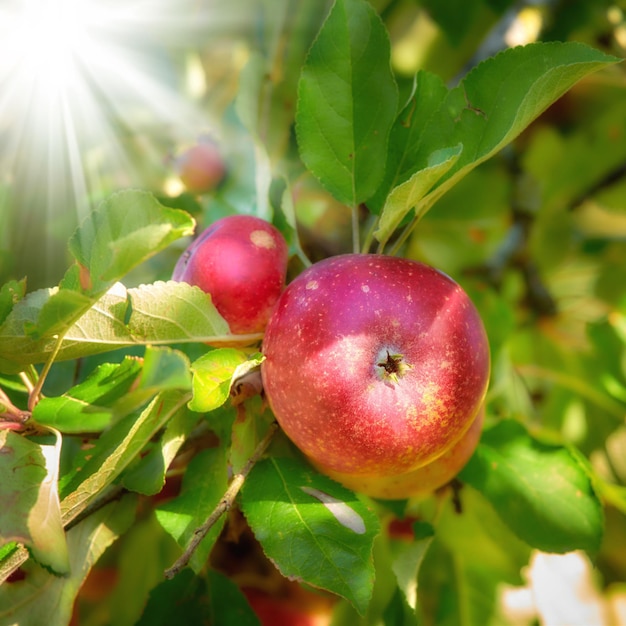 Bright and ripe red apples growing on a farm in a green fruit tree on a sunny day Organic crops ready for harvest during the autumn season outdoors in a garden with sunlight shining through