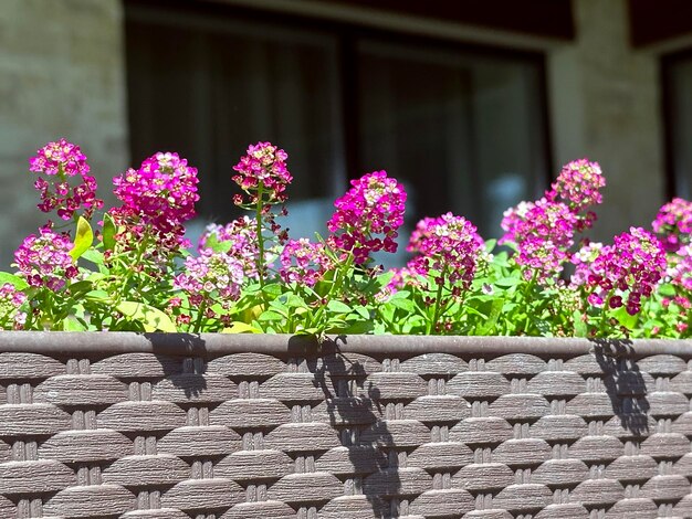 Bright rosy alissium flowers in the pot outside home gardening concept