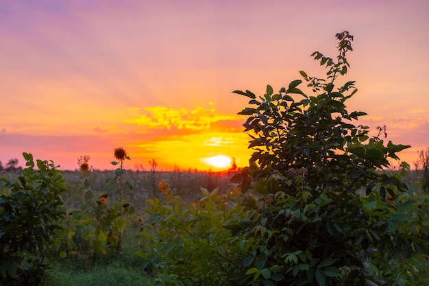 Bright rural evening landscape. Field with sunflowers and bushes at sunset. Defocused background.