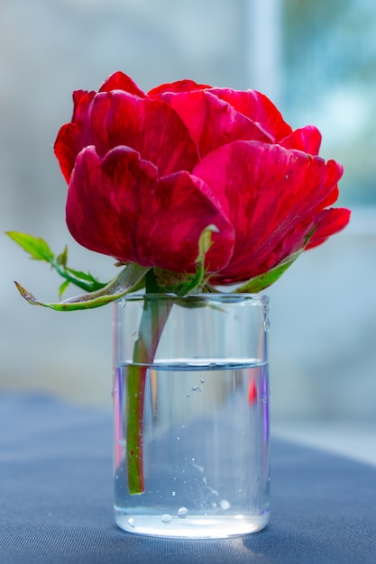 Bright scarlet rose in a glass of water