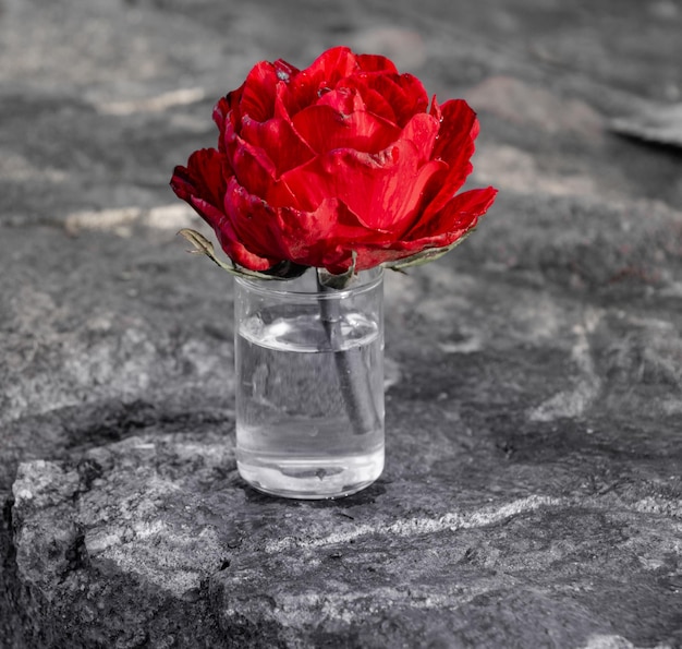 Bright scarlet rose in a glass of water