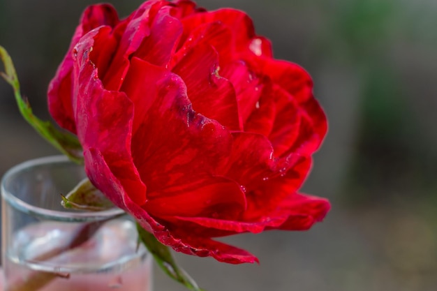 Bright scarlet rose in a glass of water