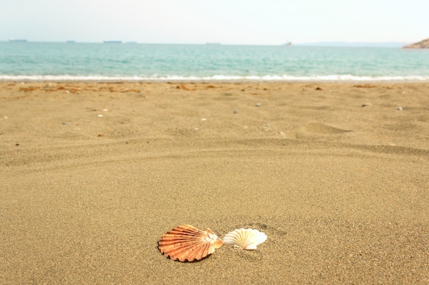 Bright seashells on the clean sand of the sea beach. The concept of vacation, summer vacation. Selective focus on the shell.