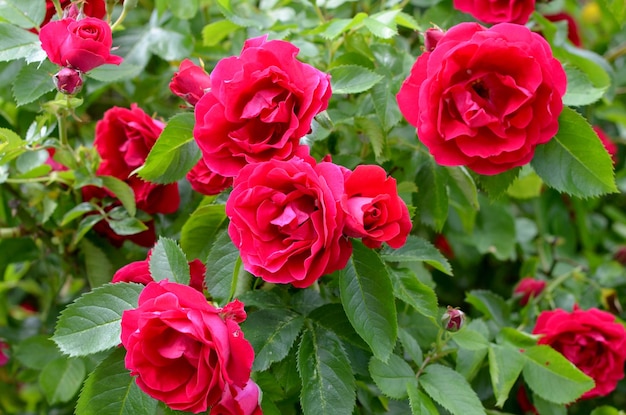 bright shrub with red beautiful flowers crimson roses in the garden