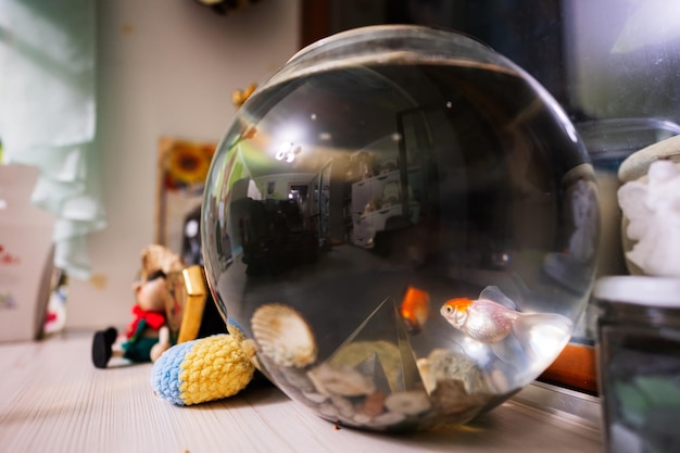 Bright small goldfishes in round glass aquarium on table in kids room