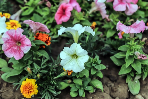 Bright spotted petunia flowers in nature