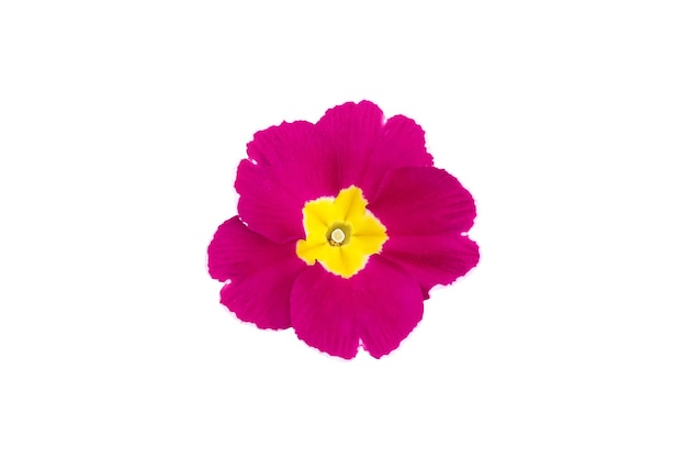 Bright spring clipart of pink primrose flower