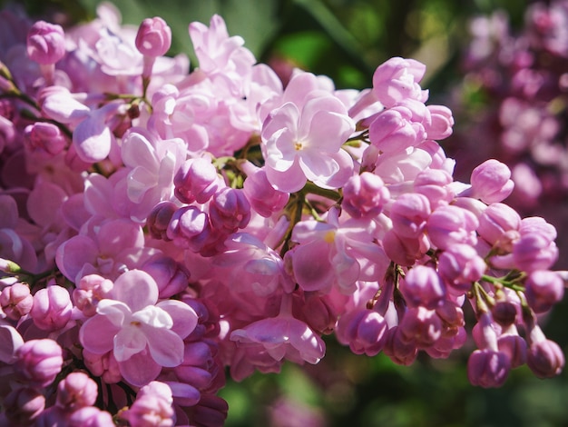 Bright spring flower. Flowering branch of lilac in the spring garden