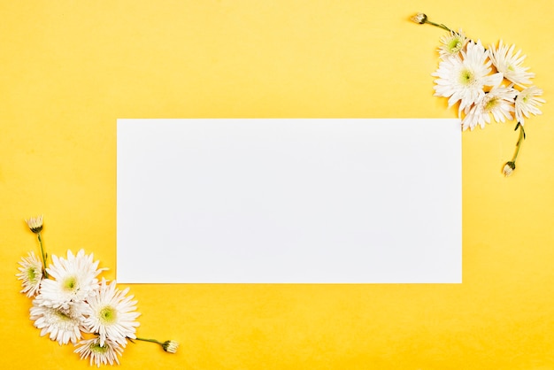 Bright spring flowers on colored background. Fresh white flowers. Spring background with flowers