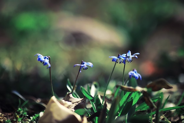 Bright spring greens at dawn in the forest. Nature comes to life in early spring.