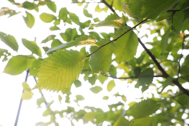 Bright spring greens at dawn in the forest. Nature comes to life in early spring.