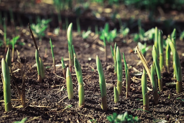 Bright spring greens at dawn in the forest. Nature comes to life in early spring.