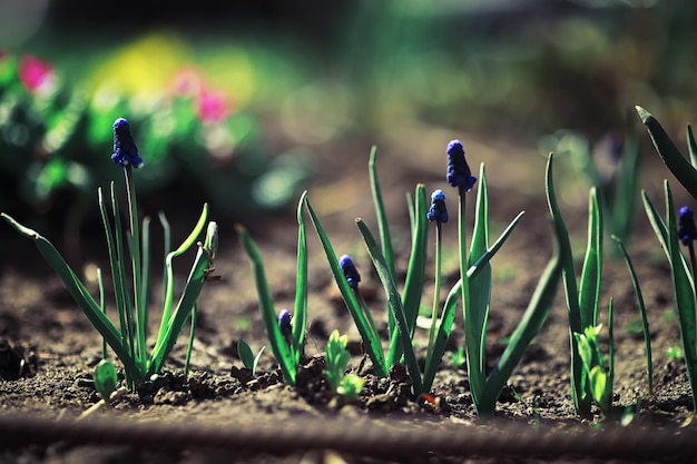 Bright spring greens at dawn in the forest. Nature comes to life in early spring.