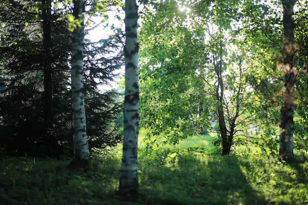 Bright spring greens at dawn in the forest. Nature comes to life in early spring.