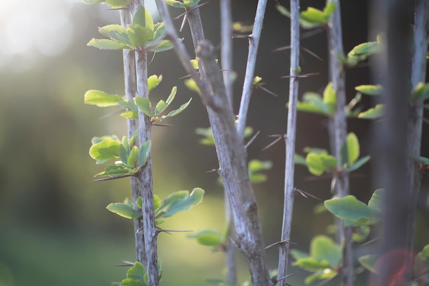 Bright spring greens at dawn in the forest. Nature comes to life in early spring.