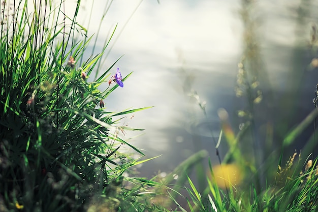 Bright spring greens at dawn in the forest. Nature comes to life in early spring.