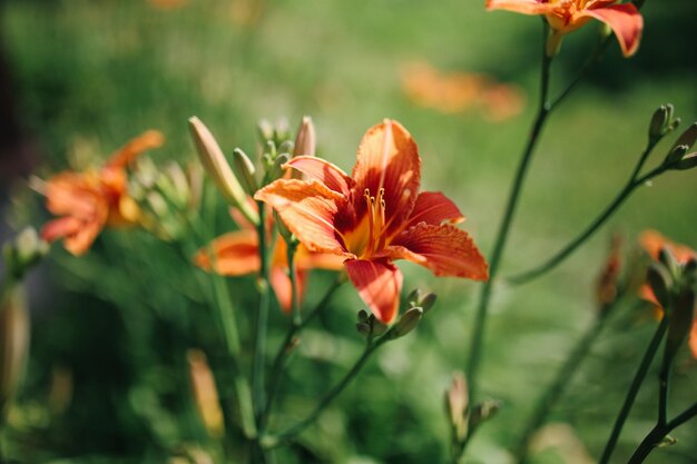 Bright and summer flower and plant photo