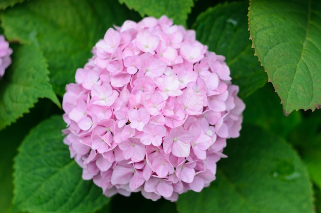 bright summer flowers growing in gardens