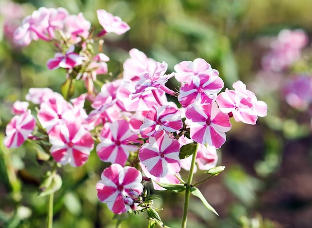 Bright summer phloxes blooming in the summer garden