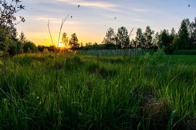 Bright summer sunrise in the field