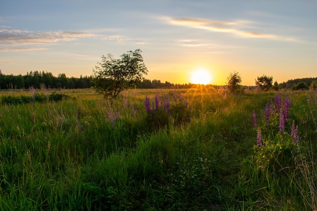 Bright summer sunrise in the field