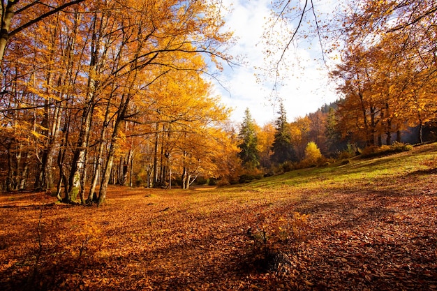 The bright sun rises over the hill in the autumn forest