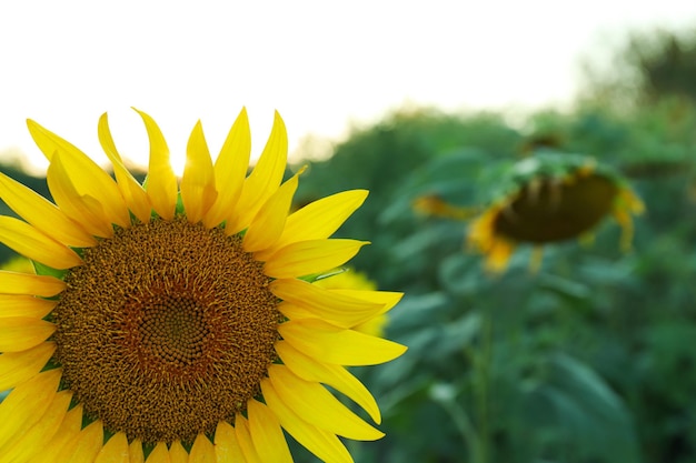 Bright sunflower, close up and selective focus