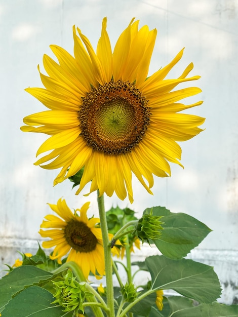 Bright sunflower in the summer field