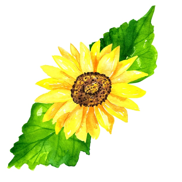 Bright sunflower with green leaves. Hand drawn watercolor illustration. Isolated.