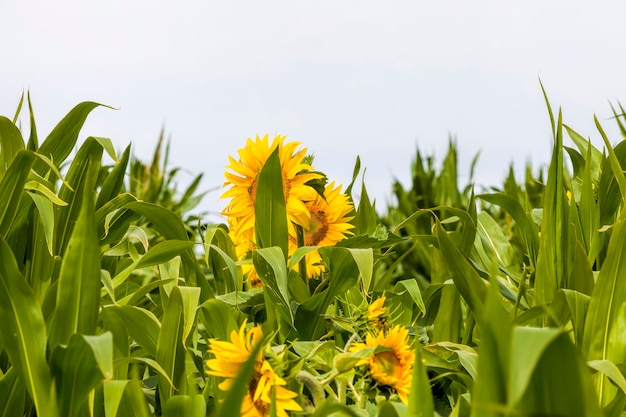 Bright sunflower with yellow petals on an agricultural field, of sunflowers inflorescences growing together with corn in summer, two agricultural crops together