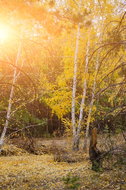 Bright sunlight in autumn pine and birch forest