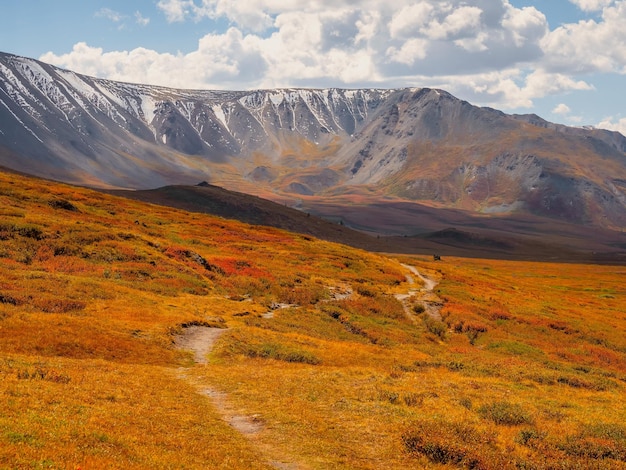 Bright sunny autumn landscape with sunlit gold valley and winding trail through dwarf birch on mountainside under dramatic sky Awesome alpine scenery with beautiful mountains in golden sunshine