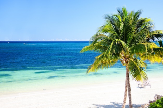 bright sunny picture of beautiful tropical beach