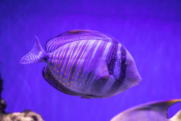 bright tropical fish on a coral reef a large flock of fish swims under the water