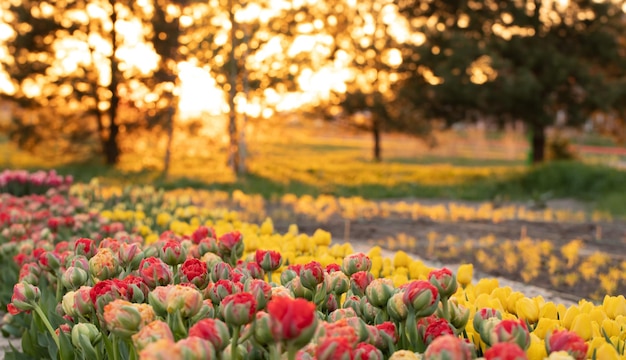 Bright tulips at dawn a blooming field covered with flowers to the horizon