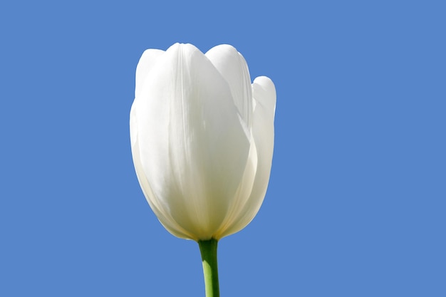 Bright white blooming tulip