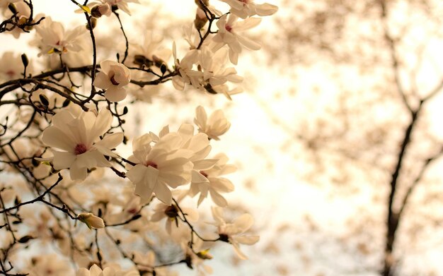 Photo bright white magnolia flowers in the morning sun