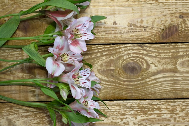 Bright white and pink flowers Alstroemeria on browm wooden textured background closeup