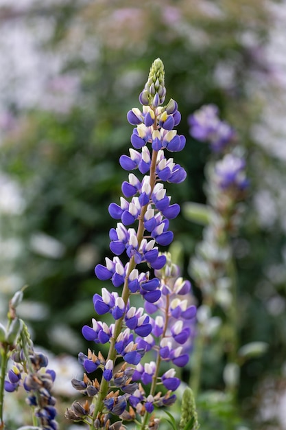 Bright whiteviolet lupine flower closeup defocused on a blurred background