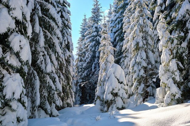 Bright winter landscape with pine trees covered with fresh fallen snow in mountain forest on cold wintry day.