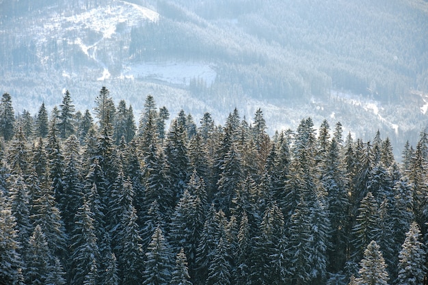 Bright winter landscape with pine trees covered with fresh fallen snow in mountain forest on cold wintry day.