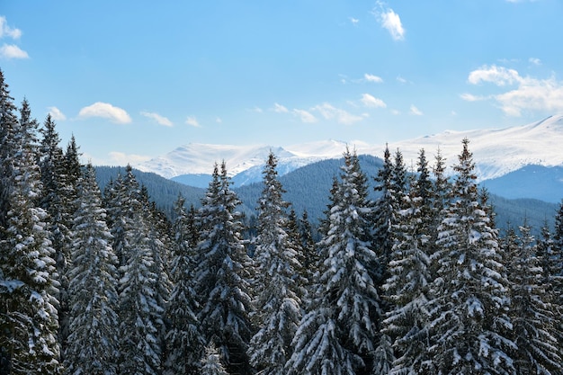 Bright winter landscape with pine trees covered with fresh fallen snow in mountain forest on cold wintry day.