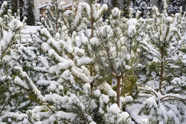 Bright winter landscape with snow-covered pine trees