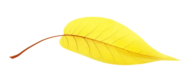 Bright yellow autumn tree leaf isolated on white Generative AI illustration