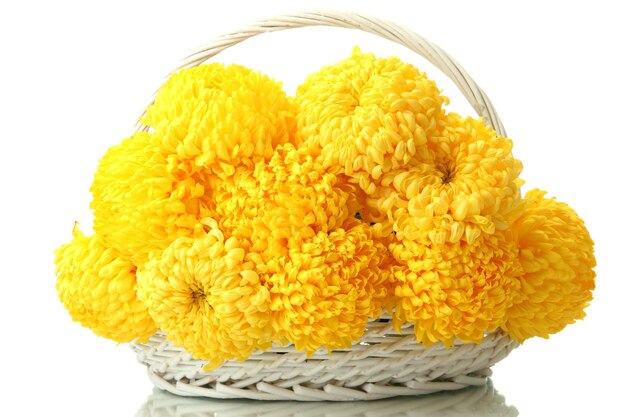 Bright yellow chrysanthemums in basket isolated on white