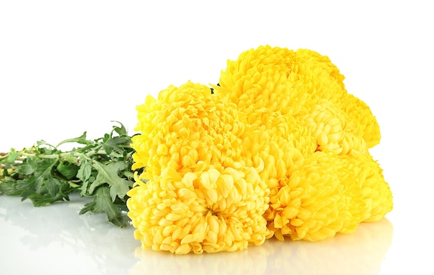 Bright yellow chrysanthemums, on white