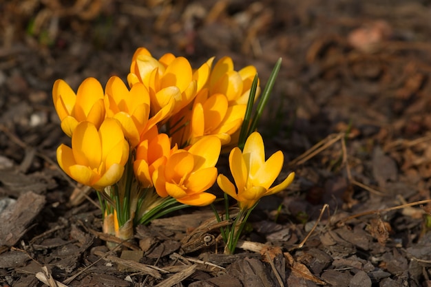 A Bright Yellow Crocus Flower in the Spring Sunshine