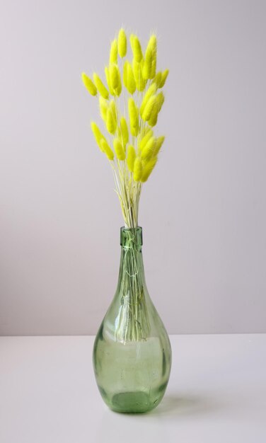 Bright yellow dry flowers haretails in glass vase