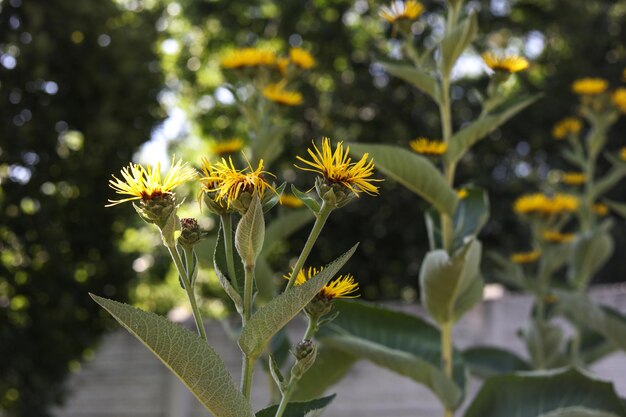 bright yellow Elecampane horseheal or elfdock plant